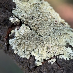 Flavoparmelia sp. (Flavoparmelia Lichen) at Curtin, ACT - 26 Aug 2024 by Hejor1