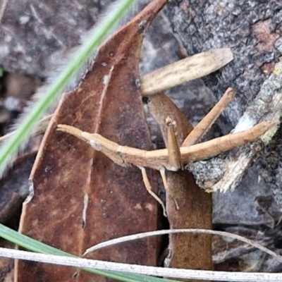 Keyacris scurra (Key's Matchstick Grasshopper) at Kingsdale, NSW - 27 Aug 2024 by trevorpreston