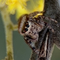 Opisthoncus sp. (genus) (Opisthoncus jumping spider) at Curtin, ACT - 26 Aug 2024 by Hejor1