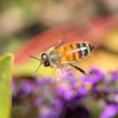 Apis mellifera (European honey bee) at Curtin, ACT - 26 Aug 2024 by Hejor1