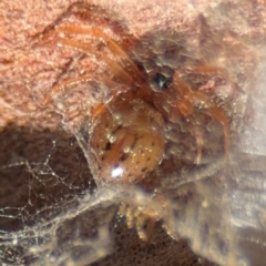 Euryopis sp. (genus) (An ant eating spider) at Curtin, ACT - 26 Aug 2024 by Hejor1