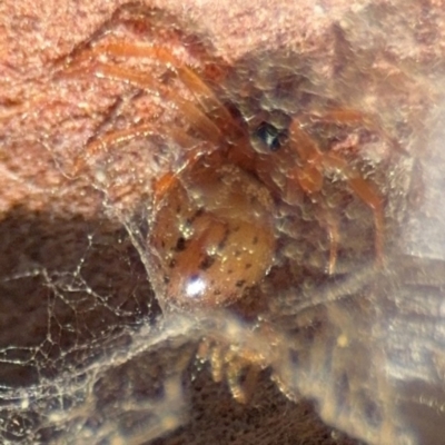 Euryopis sp. (genus) (An ant eating spider) at Curtin, ACT - 26 Aug 2024 by Hejor1