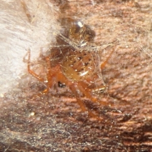 Euryopis sp. (genus) at Curtin, ACT - 26 Aug 2024 02:44 PM