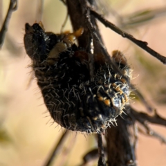 Perginae sp. (subfamily) (Unidentified pergine sawfly) at Curtin, ACT - 26 Aug 2024 by Hejor1