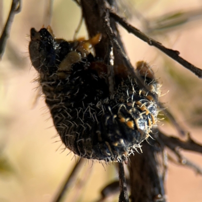 Perginae sp. (subfamily) (Unidentified pergine sawfly) at Curtin, ACT - 26 Aug 2024 by Hejor1