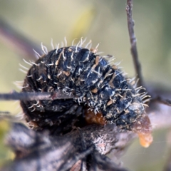 Perga sp. (genus) at Curtin, ACT - 26 Aug 2024