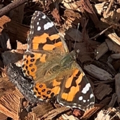 Vanessa kershawi (Australian Painted Lady) at Curtin, ACT - 26 Aug 2024 by Hejor1