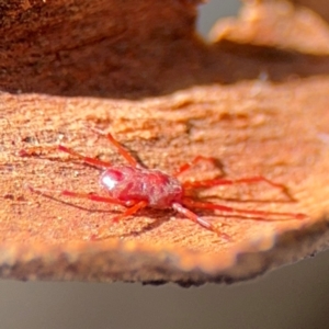 Rainbowia sp. (genus) at Curtin, ACT - 26 Aug 2024