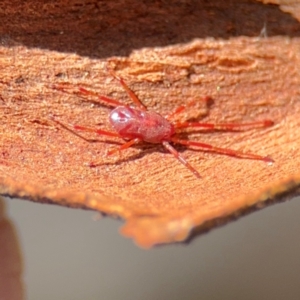 Rainbowia sp. (genus) at Curtin, ACT - 26 Aug 2024