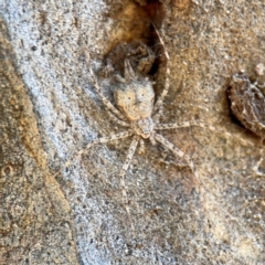 Tamopsis eucalypti (A two-tailed spider) at Curtin, ACT - 26 Aug 2024 by Hejor1