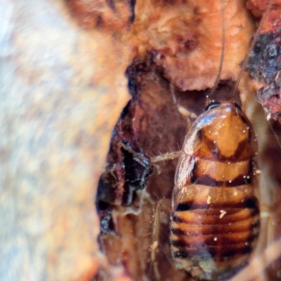 Robshelfordia sp. (genus) (A Shelford cockroach) at Curtin, ACT - 26 Aug 2024 by Hejor1