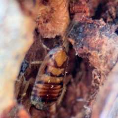 Robshelfordia sp. (genus) at Curtin, ACT - 26 Aug 2024 02:23 PM