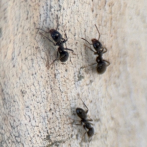 Anonychomyrma sp. (genus) at Curtin, ACT - 26 Aug 2024