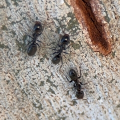 Anonychomyrma sp. (genus) at Curtin, ACT - 26 Aug 2024