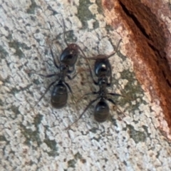 Anonychomyrma sp. (genus) at Curtin, ACT - 26 Aug 2024