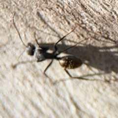 Camponotus aeneopilosus (A Golden-tailed sugar ant) at Curtin, ACT - 26 Aug 2024 by Hejor1