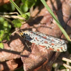 Utetheisa lotrix (Crotalaria Moth) at Curtin, ACT - 26 Aug 2024 by Hejor1