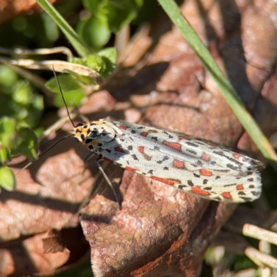 Utetheisa lotrix (Crotalaria Moth) at Curtin, ACT - 26 Aug 2024 by Hejor1