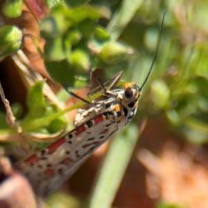 Utetheisa lotrix at Curtin, ACT - 26 Aug 2024 01:55 PM