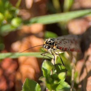 Utetheisa lotrix at Curtin, ACT - 26 Aug 2024 01:55 PM