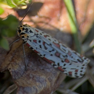 Utetheisa lotrix at Curtin, ACT - 26 Aug 2024 01:55 PM