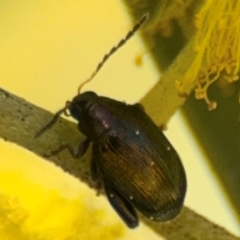 Arsipoda sp. (genus) (A flea beetle) at Curtin, ACT - 26 Aug 2024 by Hejor1