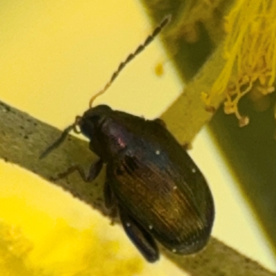 Arsipoda sp. (genus) (A flea beetle) at Curtin, ACT - 26 Aug 2024 by Hejor1