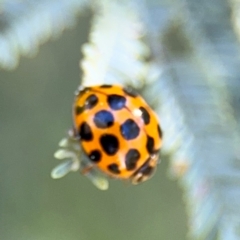 Harmonia conformis at Curtin, ACT - 26 Aug 2024