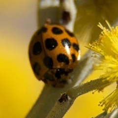 Harmonia conformis at Curtin, ACT - 26 Aug 2024