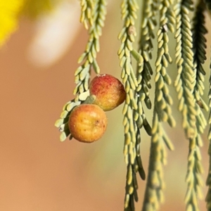 Austroacacidiplosis botrycephalae at Curtin, ACT - 26 Aug 2024