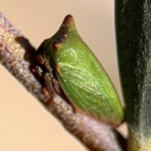 Sextius virescens at Curtin, ACT - 26 Aug 2024