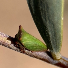 Sextius virescens at Curtin, ACT - 26 Aug 2024