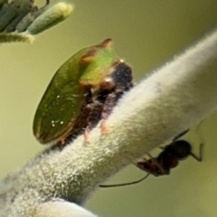 Sextius virescens at Curtin, ACT - 26 Aug 2024 02:03 PM