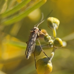 Chironomidae (family) (Non-biting Midge) at Curtin, ACT - 26 Aug 2024 by Hejor1