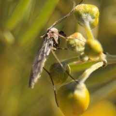 Chironomidae (family) at Curtin, ACT - 26 Aug 2024