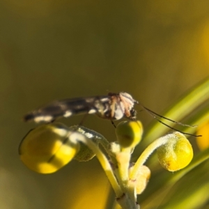 Chironomidae (family) at Curtin, ACT - 26 Aug 2024