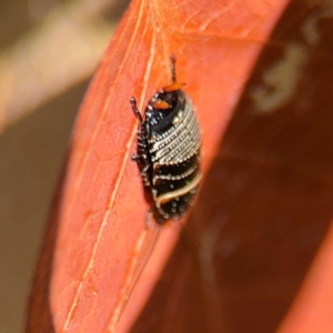 Ellipsidion australe at Curtin, ACT - 26 Aug 2024 01:40 PM