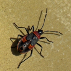 Dindymus versicolor (Harlequin Bug) at Curtin, ACT - 26 Aug 2024 by Hejor1