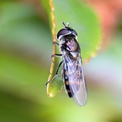 Syrphini (tribe) (Unidentified syrphine hover fly) at Ainslie, ACT - 25 Aug 2024 by Hejor1