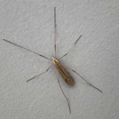 Symplecta (Trimicra) pilipes (A limoniid crane fly) at Ainslie, ACT - 25 Aug 2024 by Hejor1