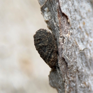 Cryptocephalinae (sub-family) at Ainslie, ACT - 25 Aug 2024 01:15 PM