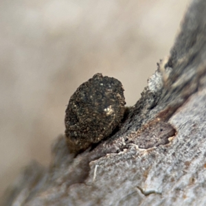 Cryptocephalinae (sub-family) at Ainslie, ACT - 25 Aug 2024 01:15 PM