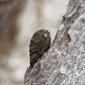 Cryptocephalinae (sub-family) at Ainslie, ACT - 25 Aug 2024 01:15 PM