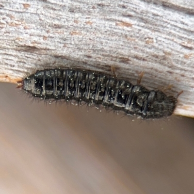 Ecnolagria sp. (genus) (A brown darkling beetle) at Ainslie, ACT - 25 Aug 2024 by Hejor1