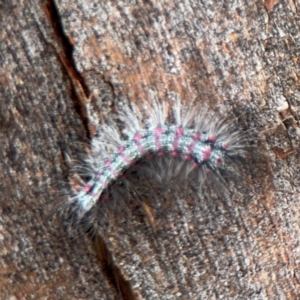 Anestia (genus) at Ainslie, ACT - 25 Aug 2024 01:01 PM