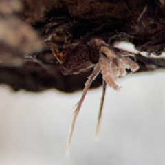 Fulgoroidea (superfamily) (Unidentified fulgoroid planthopper) at Ainslie, ACT - 25 Aug 2024 by Hejor1