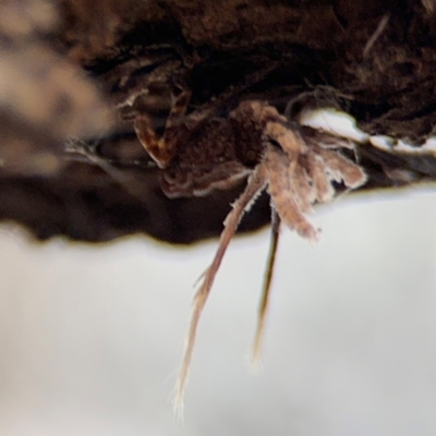 Fulgoroidea (superfamily) (Unidentified fulgoroid planthopper) at Ainslie, ACT - 25 Aug 2024 by Hejor1
