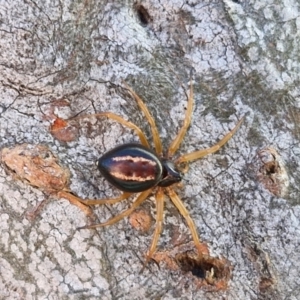 Euryopis umbilicata at Kingsdale, NSW - 27 Aug 2024