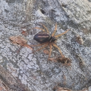 Euryopis umbilicata at Kingsdale, NSW - 27 Aug 2024