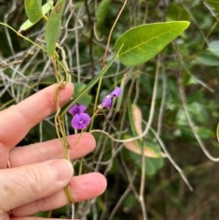 Hardenbergia violacea (False Sarsaparilla) at Yuraygir, NSW - 26 Aug 2024 by lbradley